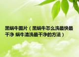黑蜗牛图片（黑蜗牛怎么洗最快最干净 蜗牛清洗最干净的方法）