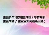 蚕茧多久可以破茧成蝶（怎样判断蚕茧成熟了 蚕宝宝如何看熟没熟）