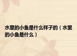 水里的小鱼是什么样子的（水里的小鱼是什么）