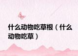 什么动物吃草根（什么动物吃草）