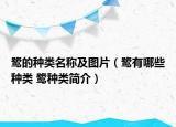 鹭的种类名称及图片（鹭有哪些种类 鹭种类简介）