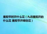 重阳节时开什么花（九月重阳开的什么花 重阳节开哪些花）