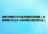 观察洋葱鳞片叶内表皮细胞实验视频（龙鱼掉鳞片怎么办 龙鱼掉鳞片的处理方法）