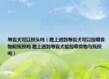 导盲犬可以摸头吗（路上遇到导盲犬可以投喂食物和抚摸吗 路上遇到导盲犬能投喂食物与抚摸吗）