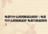 龟背竹什么时间换盆比较好（龟背竹什么时候换盆好 龟背竹换盆时间）