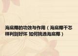 海底椰的功效与作用（海底椰干怎样判别好坏 如何挑选海底椰）