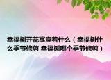 幸福树开花寓意着什么（幸福树什么季节修剪 幸福树哪个季节修剪）