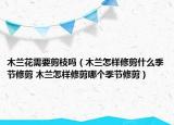 木兰花需要剪枝吗（木兰怎样修剪什么季节修剪 木兰怎样修剪哪个季节修剪）