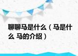 聊聊马是什么（马是什么 马的介绍）