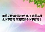 茉莉花什么时候修剪好?（茉莉花什么季节修剪 茉莉花哪个季节修剪）