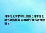 月季什么季节可以修剪（月季什么季节才能修剪 月季哪个季节适合修剪）