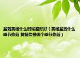 盆栽黄杨什么时候整形好（黄杨盆景什么季节修剪 黄杨盆景哪个季节修剪）