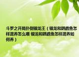 斗罗之开局扑倒银龙王（银龙和鹦鹉鱼怎样混养怎么喂 银龙和鹦鹉鱼怎样混养如何养）