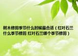 树木修剪季节什么时候最合适（红叶石兰什么季节修剪 红叶石兰哪个季节修剪）