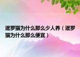 暹罗猫为什么那么少人养（暹罗猫为什么那么便宜）