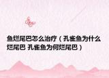 鱼烂尾巴怎么治疗（孔雀鱼为什么烂尾巴 孔雀鱼为何烂尾巴）