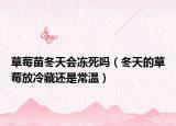 草莓苗冬天会冻死吗（冬天的草莓放冷藏还是常温）