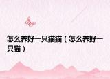 怎么养好一只猫猫（怎么养好一只猫）