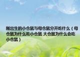刚出生的小仓鼠与母仓鼠分开吃什么（母仓鼠为什么吃小仓鼠 大仓鼠为什么会吃小仓鼠）