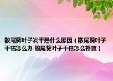 散尾葵叶子发干是什么原因（散尾葵叶子干枯怎么办 散尾葵叶子干枯怎么补救）