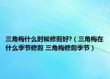 三角梅什么时候修剪好?（三角梅在什么季节修剪 三角梅修剪季节）