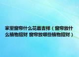 家里窗帘什么花最吉祥（窗帘放什么植物招财 窗帘放哪些植物招财）