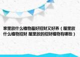 家里放什么植物最好招财又好养（屋里放什么植物招财 屋里放的招财植物有哪些）