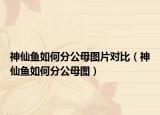 神仙鱼如何分公母图片对比（神仙鱼如何分公母图）