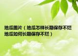 地瓜图片（地瓜怎样长期保存不烂 地瓜如何长期保存不烂）