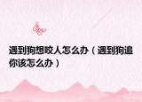 遇到狗想咬人怎么办（遇到狗追你该怎么办）