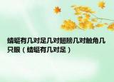 蜻蜓有几对足几对翅膀几对触角几只眼（蜻蜓有几对足）