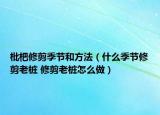 枇杷修剪季节和方法（什么季节修剪老桩 修剪老桩怎么做）