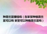 种荷兰豆赚钱吗（在家里种植荷兰豆可以吗 家里可以种植荷兰豆吗）