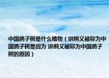 中国鸽子树是什么植物（珙桐又被称为中国鸽子树是因为 珙桐又被称为中国鸽子树的原因）