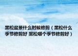 黑松盆景什么时候修剪（黑松什么季节修剪好 黑松哪个季节修剪好）
