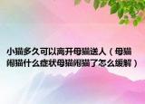 小猫多久可以离开母猫送人（母猫闹猫什么症状母猫闹猫了怎么缓解）