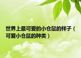 世界上最可爱的小仓鼠的样子（可爱小仓鼠的种类）
