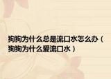 狗狗为什么总是流口水怎么办（狗狗为什么爱流口水）