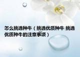 怎么挑选种牛（挑选优质种牛 挑选优质种牛的注意事项）