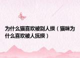 为什么猫喜欢被别人摸（猫咪为什么喜欢被人抚摸）
