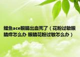 鲤鱼ace眼睛出血死了（花粉过敏眼睛痒怎么办 眼睛花粉过敏怎么办）