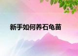新手如何养石龟苗