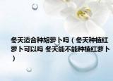 冬天适合种胡萝卜吗（冬天种植红萝卜可以吗 冬天能不能种植红萝卜）