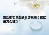 蚕丝被怎么鉴别真伪视频（蚕丝被怎么鉴别）