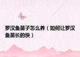 罗汉鱼苗子怎么养（如何让罗汉鱼苗长的快）