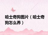 哈士奇狗图片（哈士奇狗怎么养）
