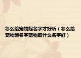怎么给宠物起名字才好听（怎么给宠物起名字宠物取什么名字好）