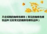 不会知网的蜘蛛有哪些（常见的蜘蛛有哪些品种 比较常见的蜘蛛有哪些品种）