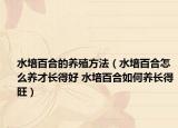 水培百合的养殖方法（水培百合怎么养才长得好 水培百合如何养长得旺）