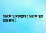 网纹草可以水培吗（网纹草可以放卧室吗）